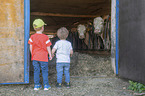 boys and Cattle