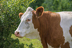Cattle portrait
