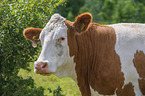 Cattle portrait