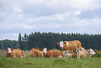 Cattle on a meadow
