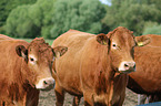 cattle