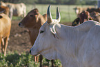 Zebu-Cross