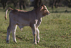 Zebu-Cross