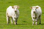 cattle