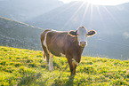 domestic cattle
