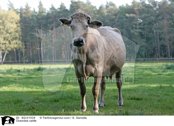 Charolais cattle / SG-01534