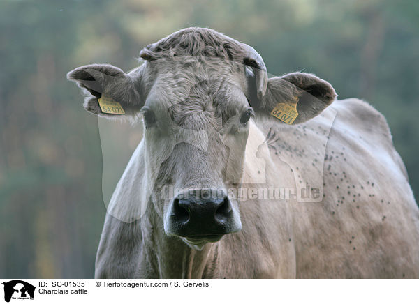 Charolais Rind / Charolais cattle / SG-01535