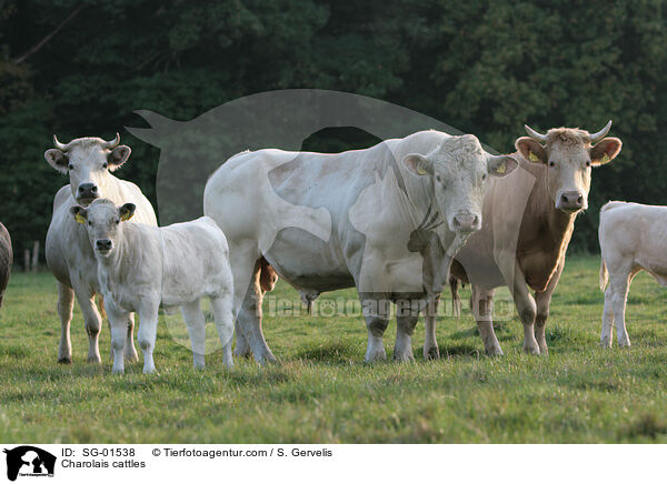 Charolais Rinder / Charolais cattles / SG-01538
