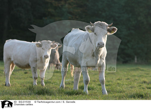 Charolais Rinder / Charolais cattles / SG-01539
