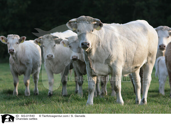 Charolais Rinder / Charolais cattles / SG-01540