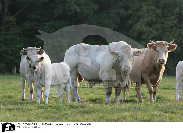 Charolais Rinder / Charolais cattles / SG-01541