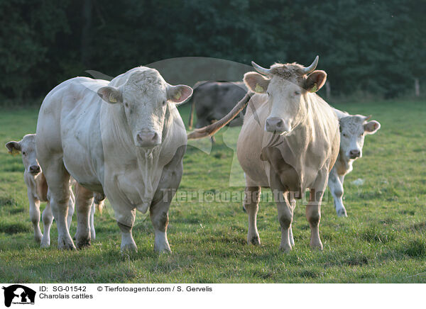 Charolais Rinder / Charolais cattles / SG-01542