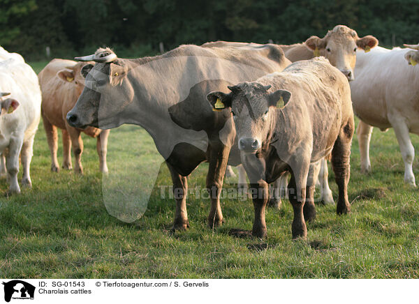 Charolais cattles / SG-01543