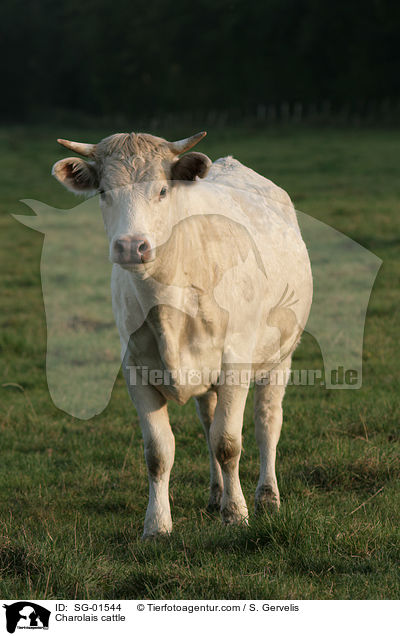 Charolais cattle / SG-01544