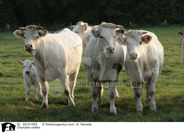 Charolais cattles / SG-01545
