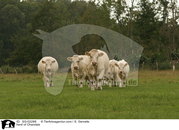 Charolais Herde / herd of Charolais / SG-02288