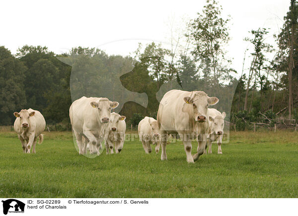 Charolais Herde / herd of Charolais / SG-02289