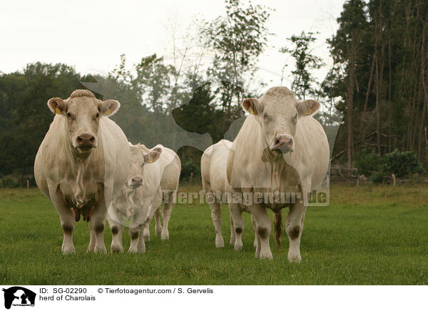 Charolais Herde / herd of Charolais / SG-02290