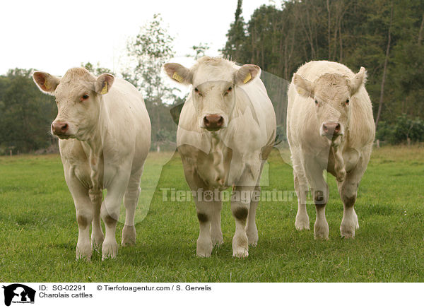 Charolais / Charolais cattles / SG-02291