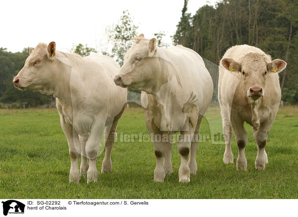 herd of Charolais / SG-02292
