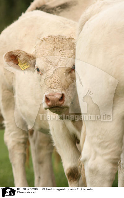 Charolais calf / SG-02296