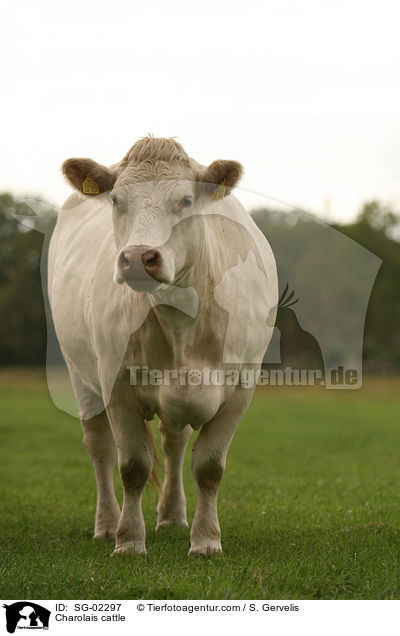 Charolais cattle / SG-02297