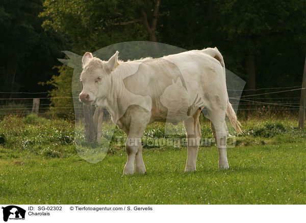 Charolais / Charolais / SG-02302