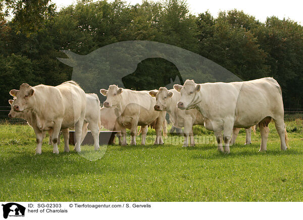 Charolais Herde / herd of Charolais / SG-02303