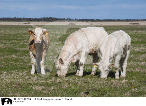 Charolais / SST-10203