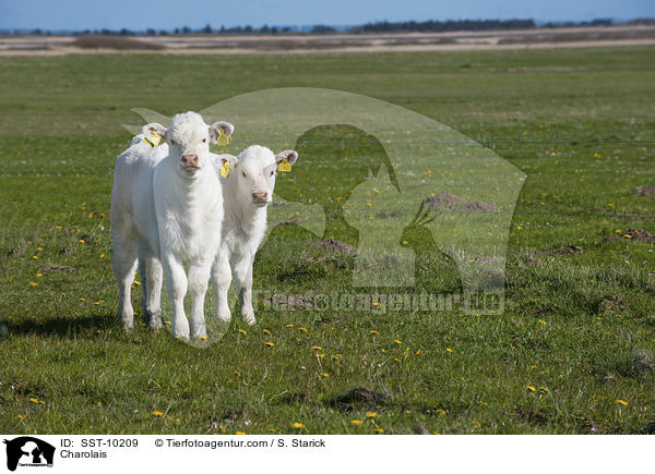 Charolais / Charolais / SST-10209