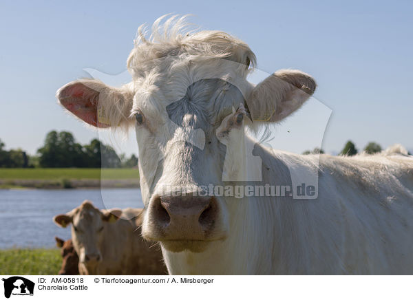 Charolais Cattle / AM-05818