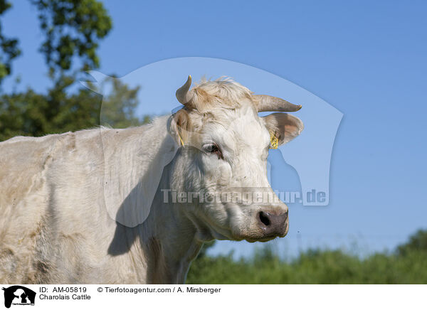 Charolais Cattle / AM-05819
