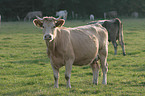 Charolais cattle