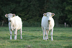 Charolais cattles