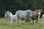 Charolais cattles