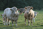 Charolais cattles