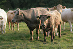 Charolais cattles
