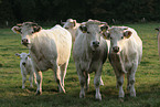 Charolais cattles