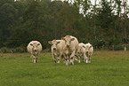 herd of Charolais