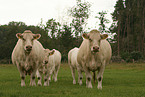 herd of Charolais