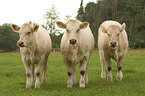 Charolais cattles