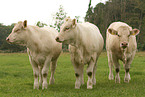 herd of Charolais