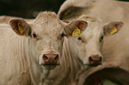 Charolais