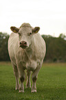 Charolais cattle