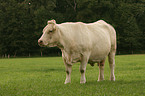 Charolais