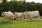 herd of Charolais