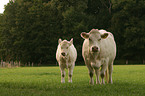 Charolais