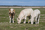 Charolais