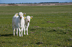 Charolais