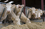 Charolais